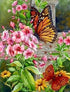 Butterflies on Flowers